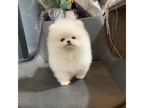 Pomeranian boo yavrular
