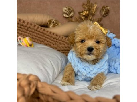 Dünya tatlısı maltipoo yavruları 