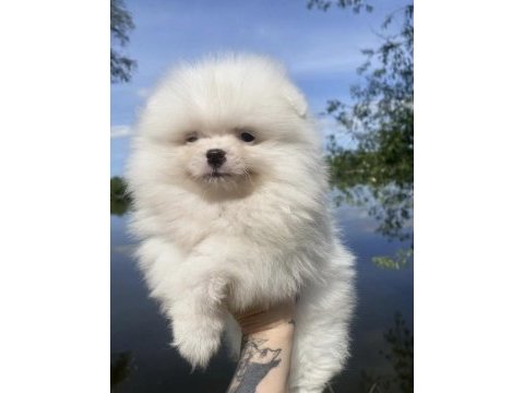Pomeranian boo yavrularımız