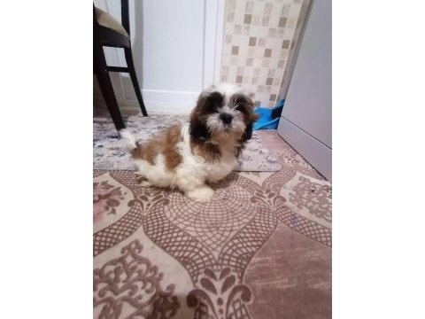 Yeni yıl şekerleri shih tzu yavrularımız