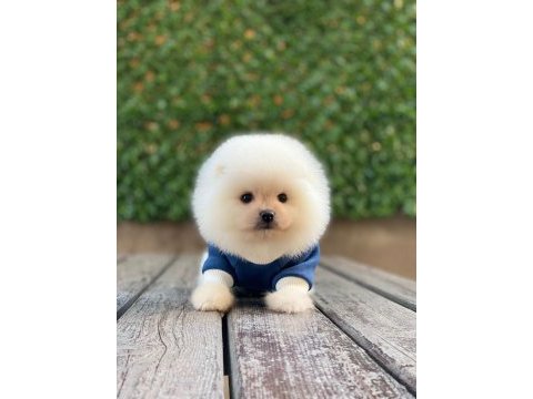 Pomeranian boo beyaz erkek 2 aylık