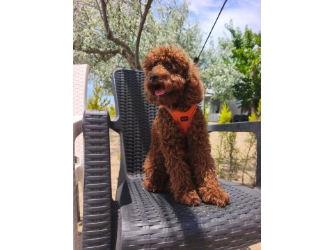 Toy poodle yavrularımız 8 aylık