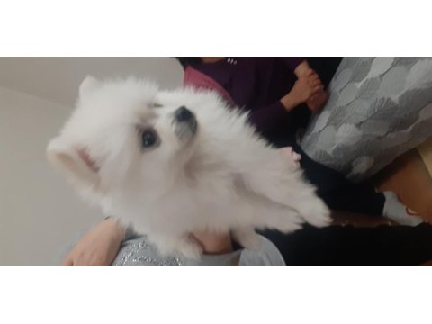 Pomeranian boo anneler günü özel