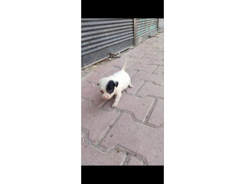 Terrier bebeklerimiz