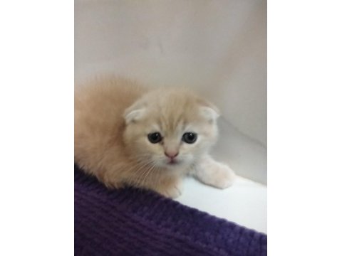 Yavru scottish fold kedilerim