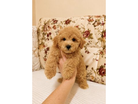 Kıvır kıvır kg garantili maltipoo yavrumuz