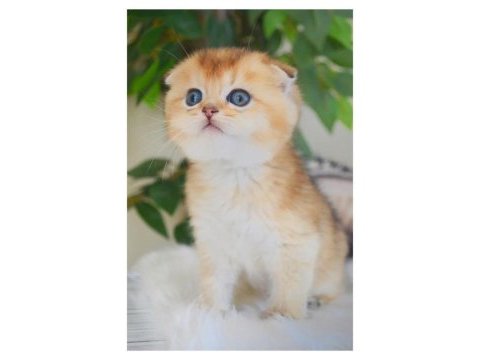 Scottish fold dişi yavrum