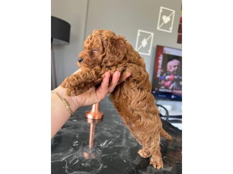 Dişi erkek sevimli poodle