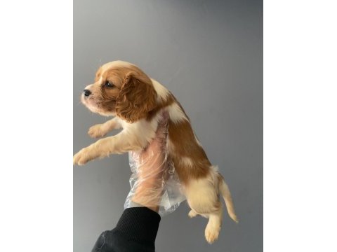 2 aylık cavalier king charles erkek yavru