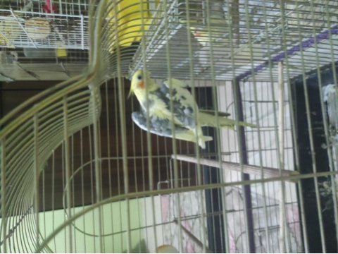 Uygun erkek pied sultan papağanı