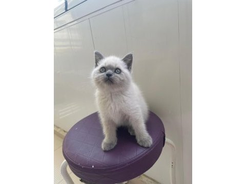 Son kalan erkek yavru british shorthair