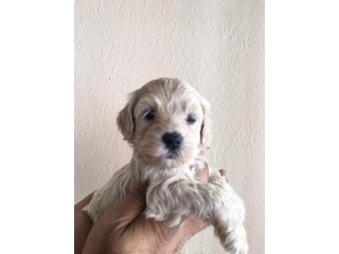 Maltipoo yavrular