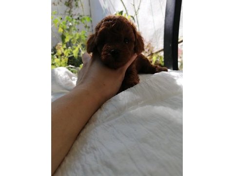 Kore poodle