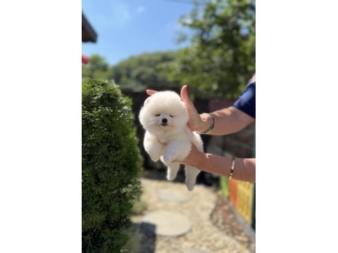 Kusursuz karbeyaz biblo dişi pomeranian