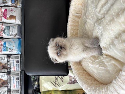 Blue point erkek scottish fold bebeğimiz