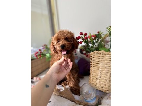 Poodle bebekler