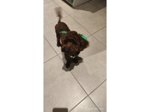 9 aylık erkek toy poodle