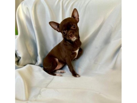 Chihuahua inci hanım ile tanışın