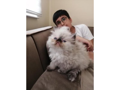Show kalite iran persian baba scr belgeli rezerve konuldu