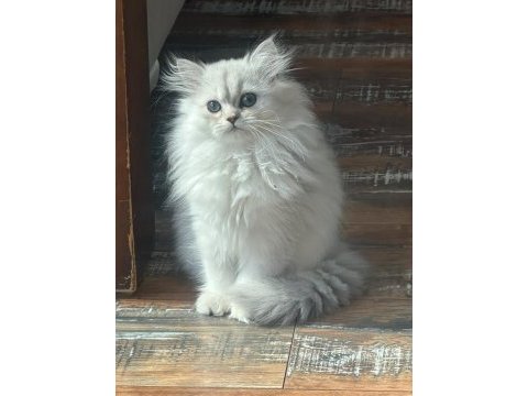 Silver safkan erkek yavru kediler