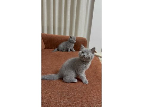 British shorthair bebeklerimize sıcacık yuvalar arıyoruz