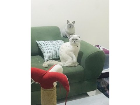 Anne ve baba kedilerimize yeni yuva arıyoruz