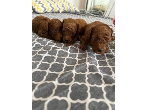 Poodle tea cup dark brown yavrular