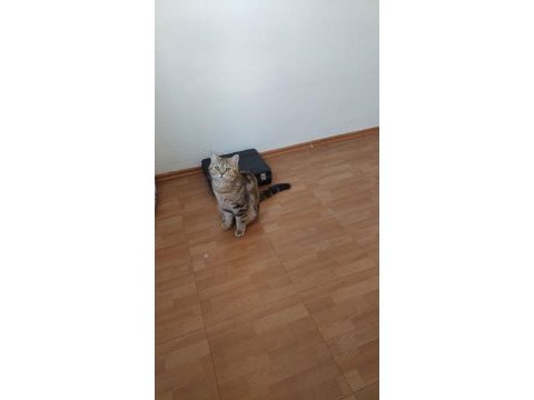 Golden tabby british shorthair erkek 1 yaşında