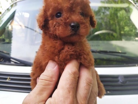 Pets world ayrıcalığı ile toy poodle yavrularımız