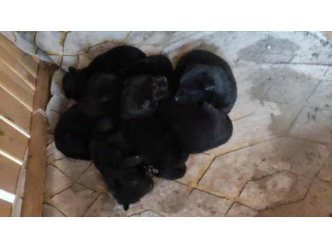 7 adet 25 günlük safkan alman çoban köpeği