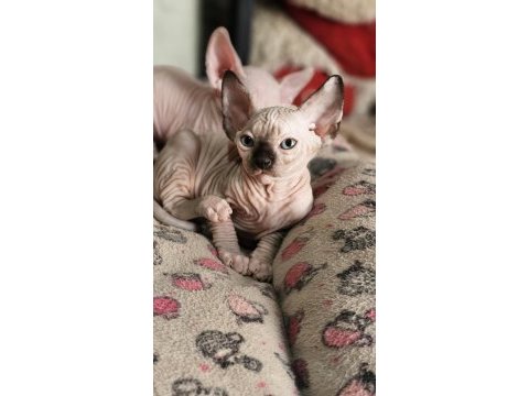 Sphynx (sfenks) 2.5 aylık