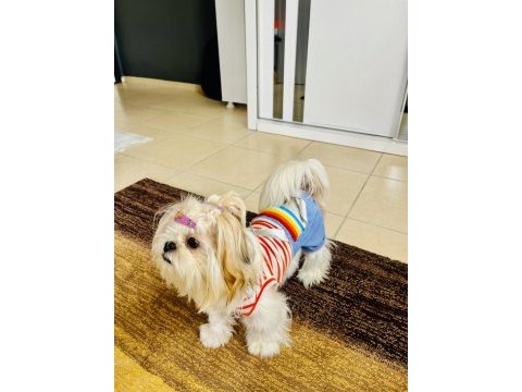 Shih tzu 2023 doğumlu yetişkin dişi