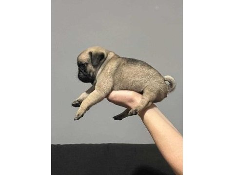 Safkan kalite pug