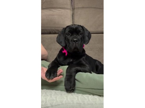 Cane corso italiano dişi yavrumuz