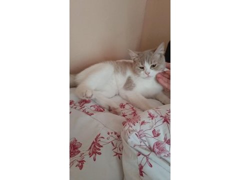 Safkan anne baba aynı cins dişi 8 aylık kedimiz