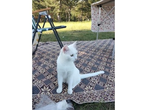 1 yaşında ankara kedisi ücretsiz sahiplendirme