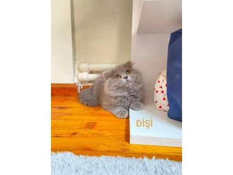 British longhair güzellerime yuva