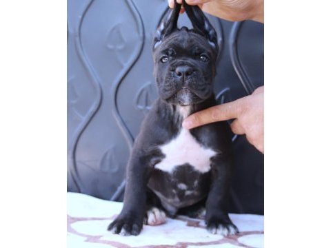Fcı-kıf secereli safkan cane corso