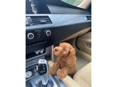 0 numara red toy poodle yavru