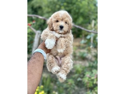 Maltipoo yavruları