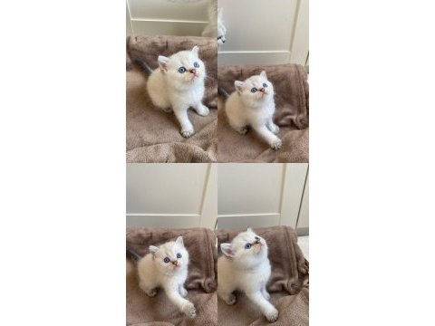 British shorthair rezerve edilecektir
