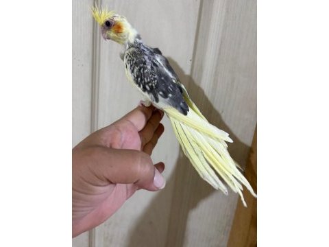 55 günlük pied sultan papağanı bebek