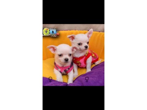 Irkının en güzel örneği chihuahua yavrularımız