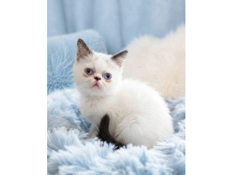 Mini maviş exotic shorthair