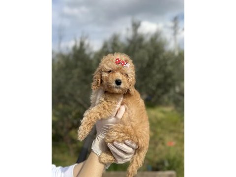 Dişi poodle güzeller güzeli kızımız