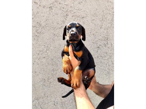 Anne baba fci kif a şecere doberman yavruları