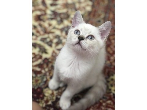 Baba şecereli scottish fold anne british orijinal bebekler
