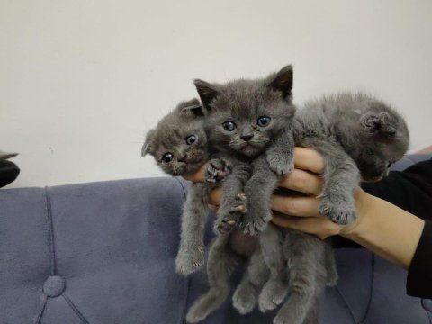 Yavru kediler british scottish fold