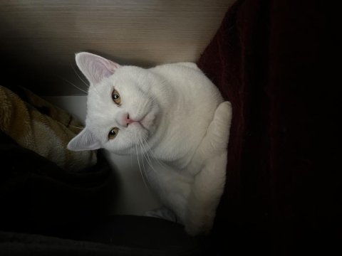 Sahibinden beyaz scottish fold