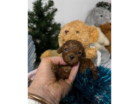 Toypoodle yavrularımız